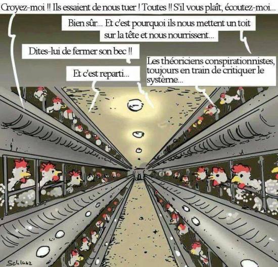 Poule conspirationniste